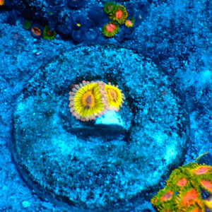 TC Zoanthus Chiquita