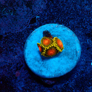 TC Zoanthus Dragon Eyes
