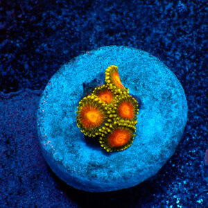 TC Zoanthus Dragon Eyes