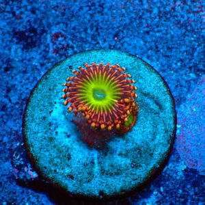 TC Zoanthus Shazam