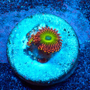 TC Zoanthus Shazam