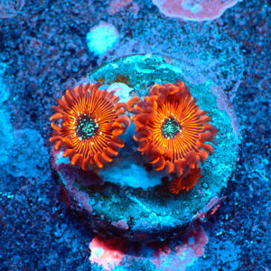TC Zoanthus Red Magician