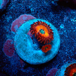 TC Zoanthus Red Magician