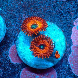 TC Zoanthus Red Magician