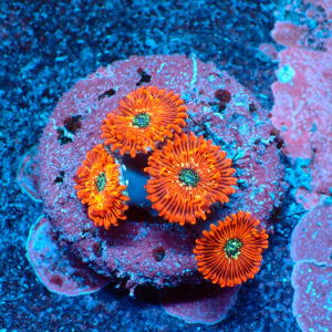 TC Zoanthus Red Magician