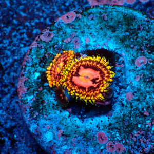 TC Zoanthus Space Chaos