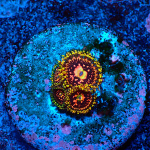 TC Zoanthus Space Chaos