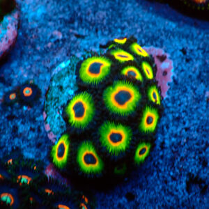 TC Zoanthus Rasta Cousin