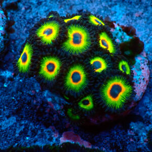TC Zoanthus Rasta Cousin