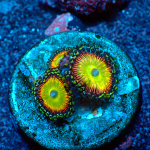 TC Zoanthus Candy Apple Orange