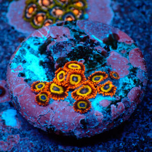 TC Zoanthus Fruit Loops