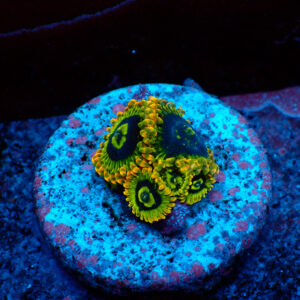 TC Zoanthus Ktar Yoda