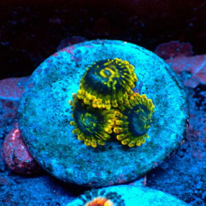 TC Zoanthus Ktar Yoda