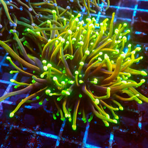 TC Euphyllia glabrecens Dragon Soul Triple Cabeza