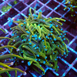 TC Euphyllia glabrecens Dark Holy Grail Doble Cabeza