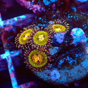 TC Zoanthus Buttkisser