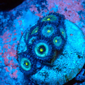 TC Zoanthus Frozen Nebula