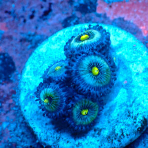 TC Zoanthus Frozen Nebula