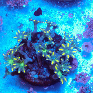 TC Clavularia Yellow