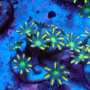 TC Clavularia Yellow
