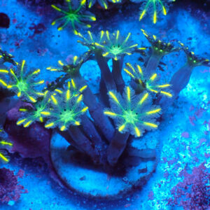 TC Clavularia Yellow