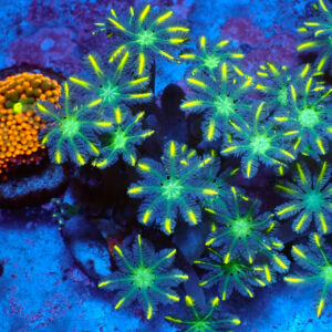 TC Clavularia Yellow mini colonia