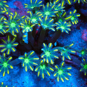 TC Clavularia Yellow mini colonia