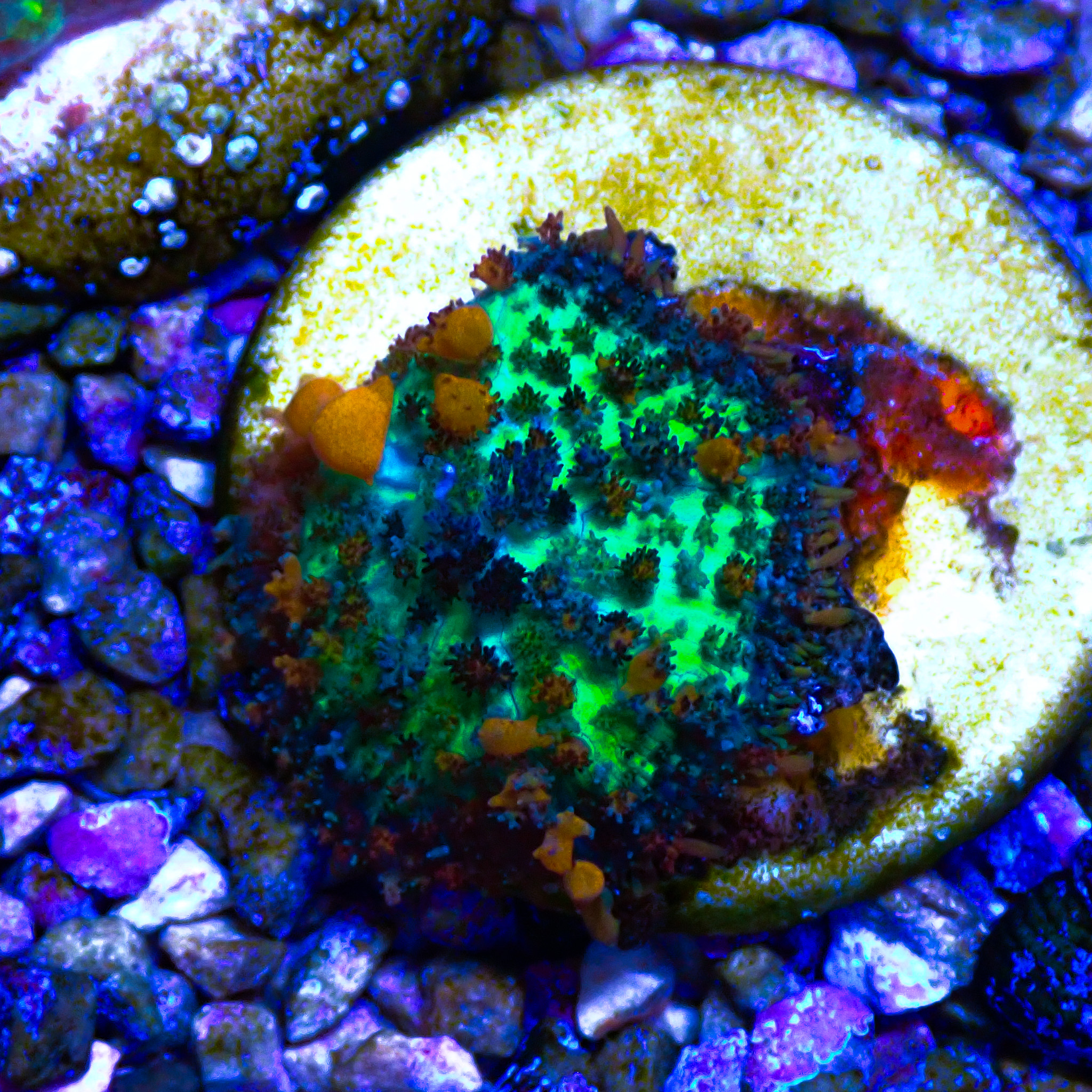 TC Rhodactis Sunkist Bounce
