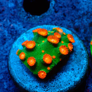 TC Cyphastrea Jingle Bells