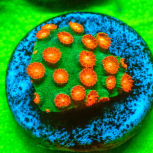 TC Cyphastrea Jingle Bells