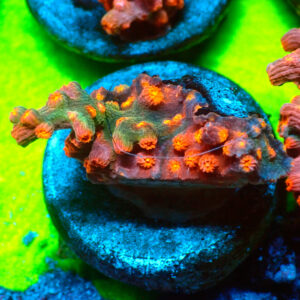 TC Cyphastrea Decaida Red Brick