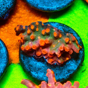 TC Cyphastrea Decaida Red Brick