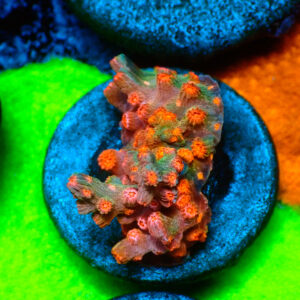 TC Cyphastrea Decaida Red Brick
