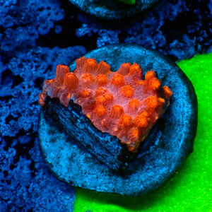 TC Cyphastrea Decaida Red Brick