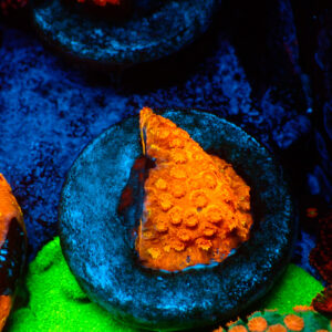 TC Cyphastrea HI-C