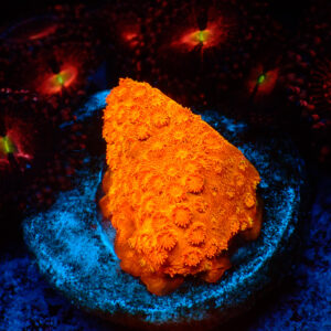 TC Cyphastrea HI-C