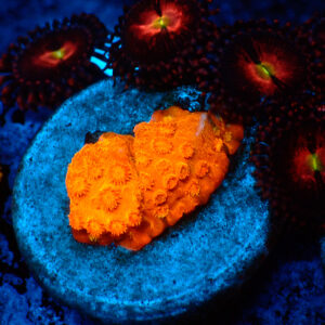 TC Cyphastrea HI-C