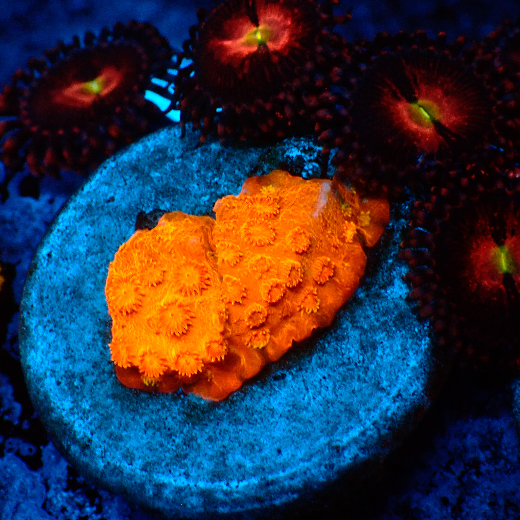 TC Cyphastrea HI-C