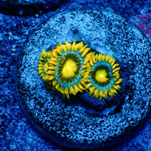 TC Zoanthus Blueberry Pie