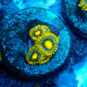 TC Zoanthus Blueberry Pie