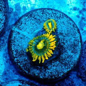 TC Zoanthus Blueberry Pie