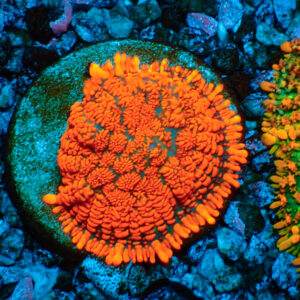 TC Rhodactis Lava Flow