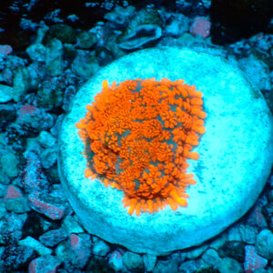 TC Rhodactis Lava Flow
