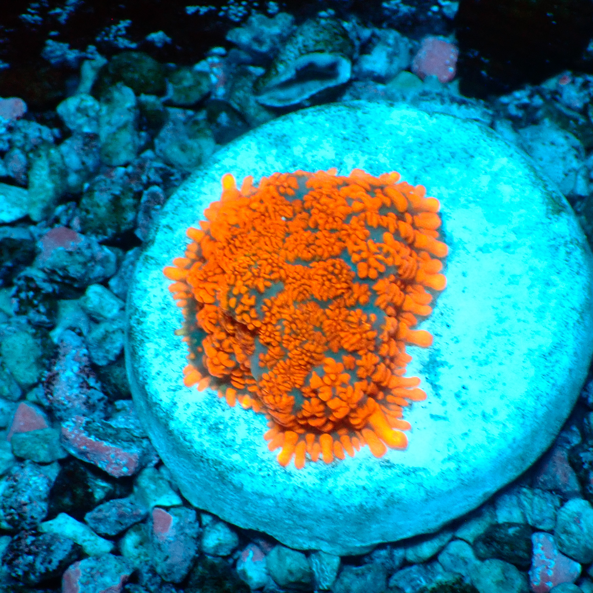 TC Rhodactis Lava Flow
