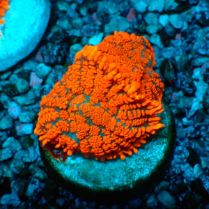 TC Rhodactis Lava Flow