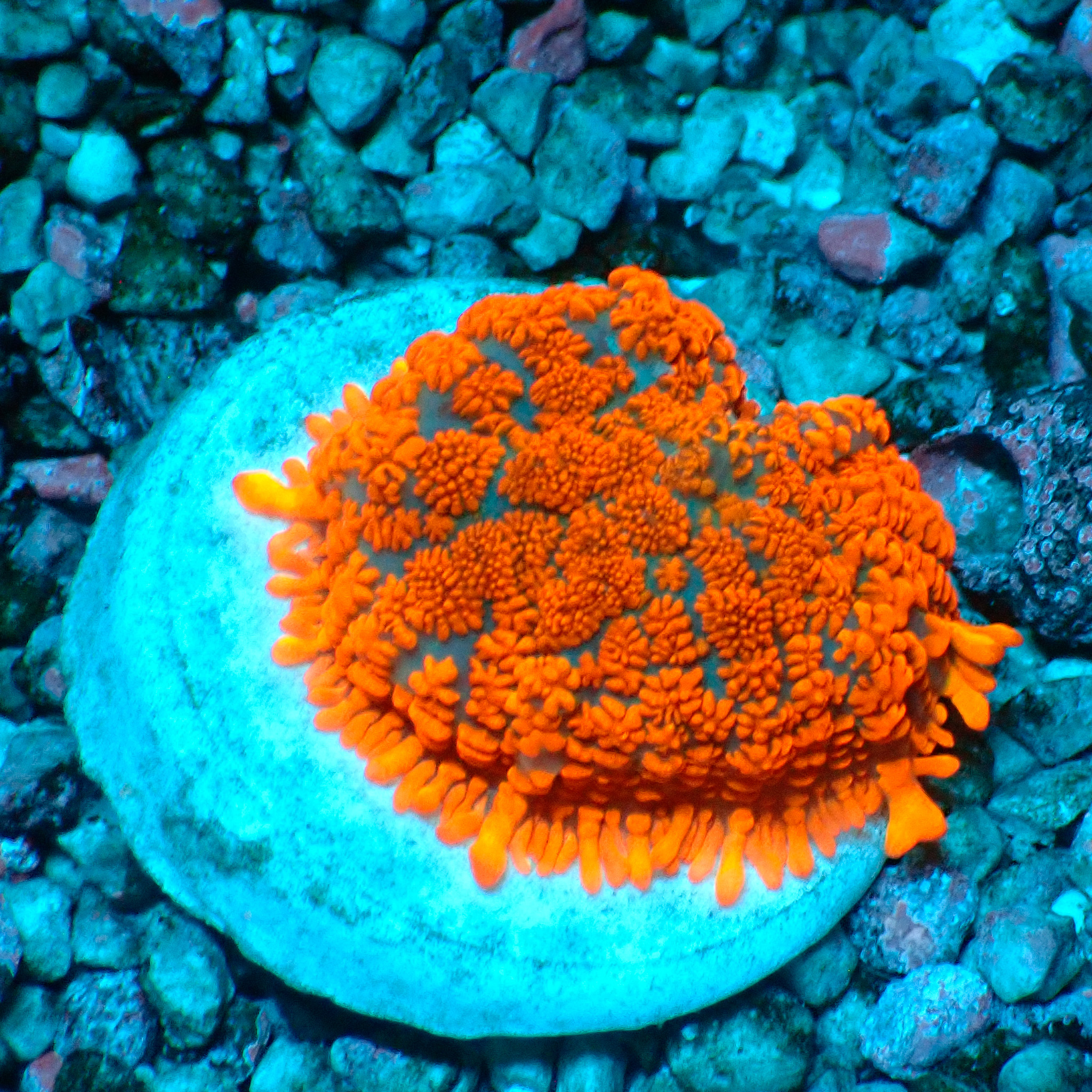 TC Rhodactis Lava Flow