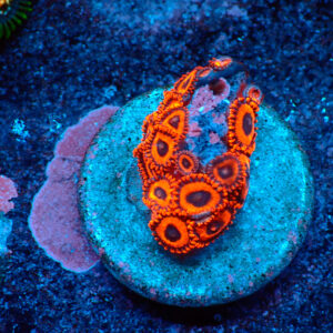 TC Zoanthus Kedd´s Reds