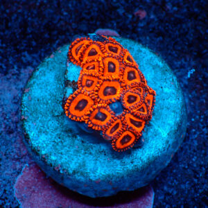 TC Zoanthus Kedd´s Reds