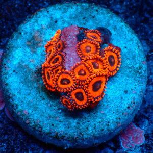 TC Zoanthus Kedd´s Reds