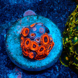 TC Zoanthus Kedd´s Reds